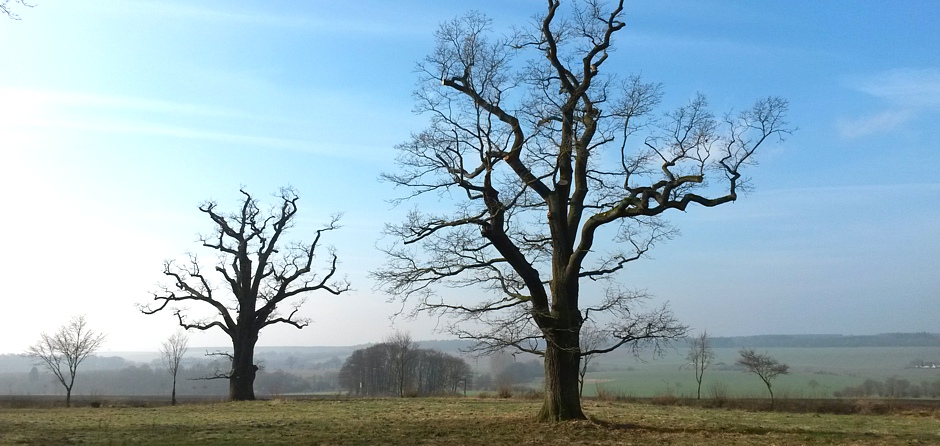 Der Spezialist für Ihre Bäume